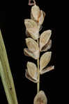 Rigid sedge